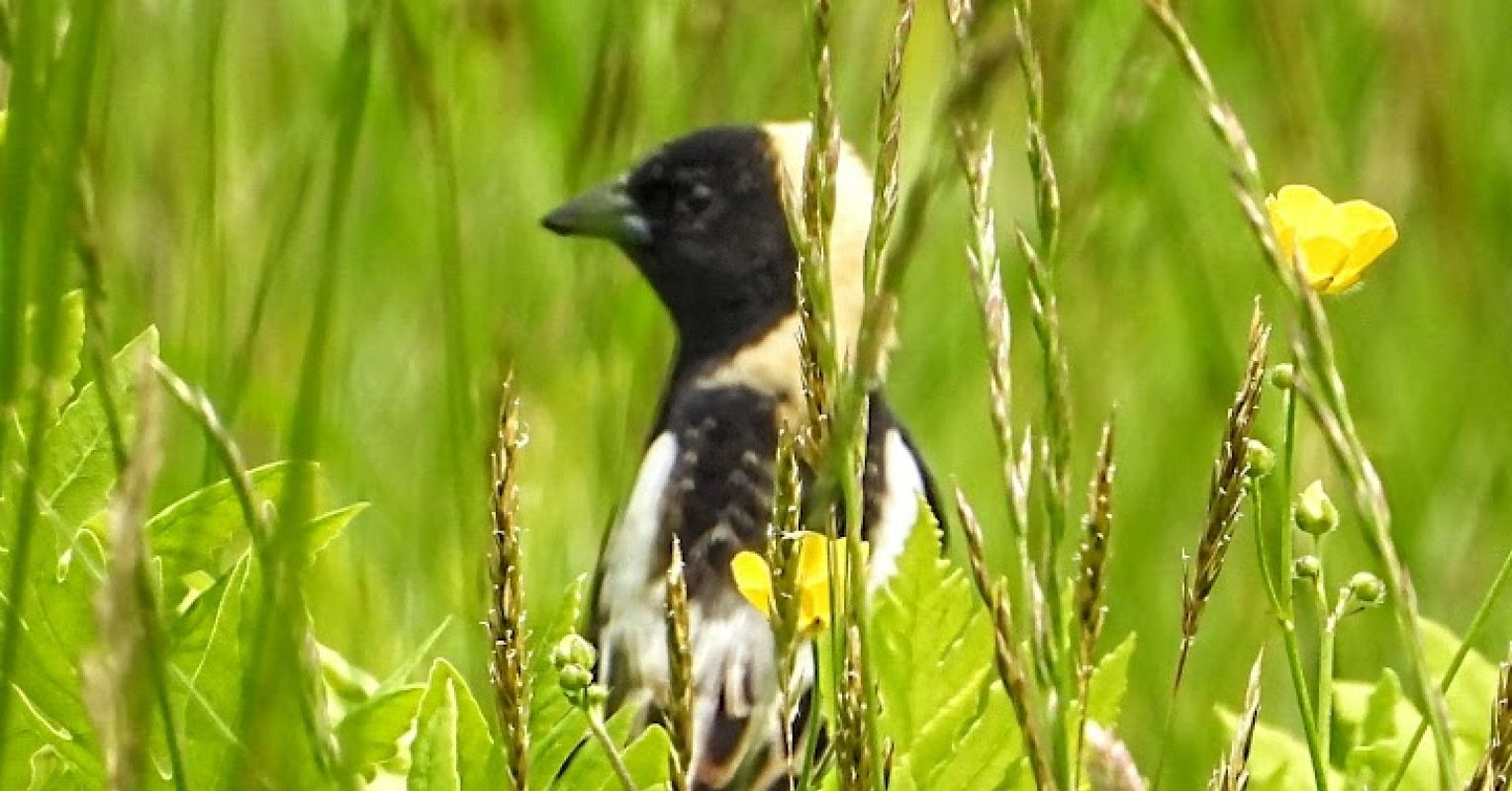 More Well-Being Lessons From Birding | Psychology Today