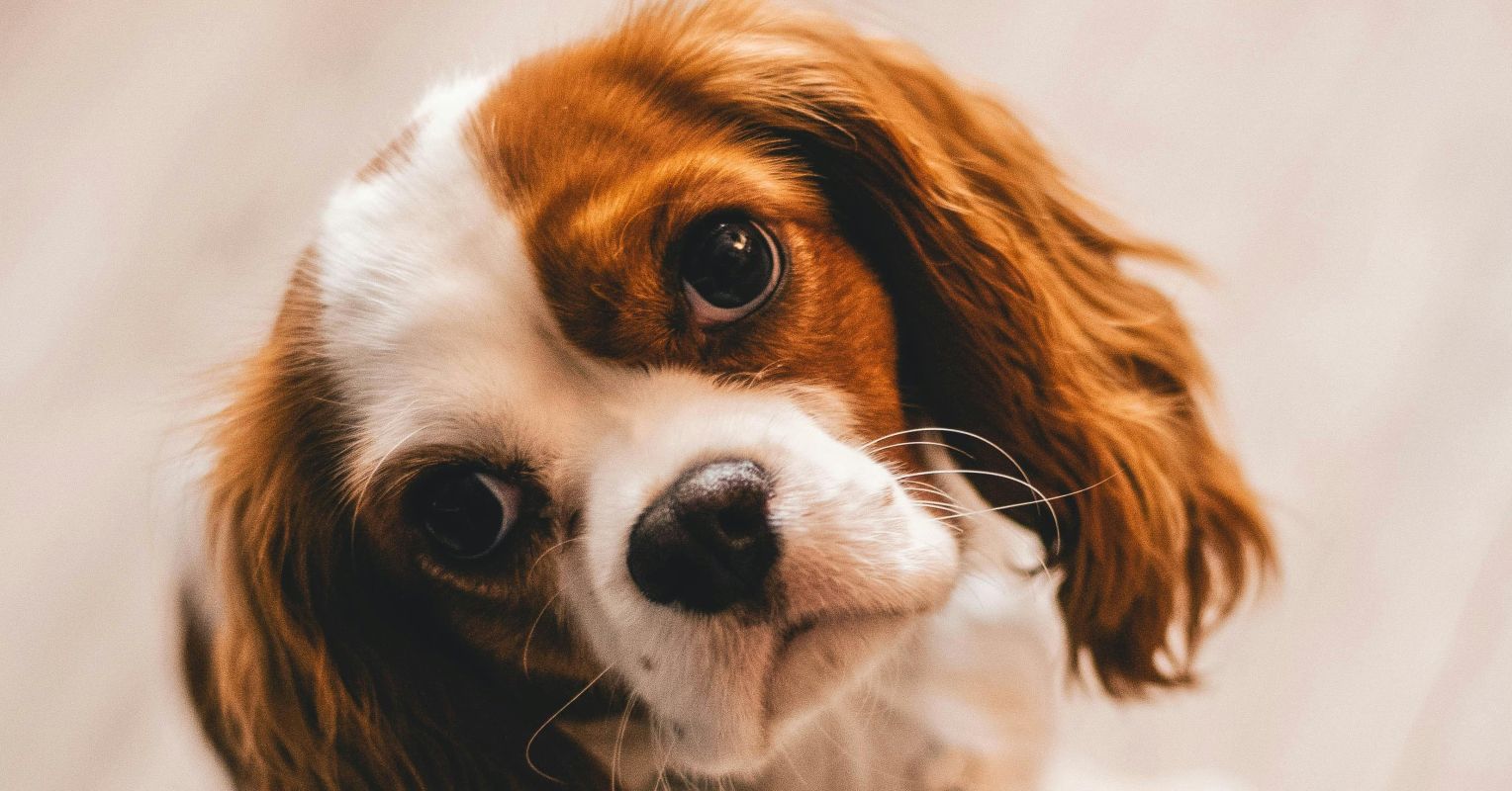 Do Puppy Classes Have a Lasting Effect on Dog Behavior? Psychology