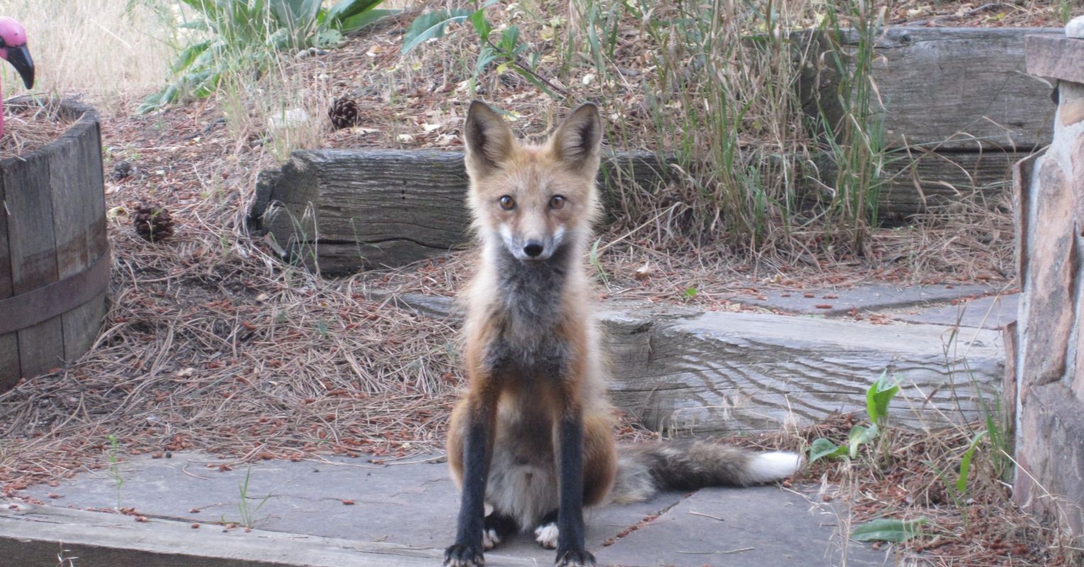 動物が自由を味わい、自由を味わった後、動物を飼うのは誰ですか?