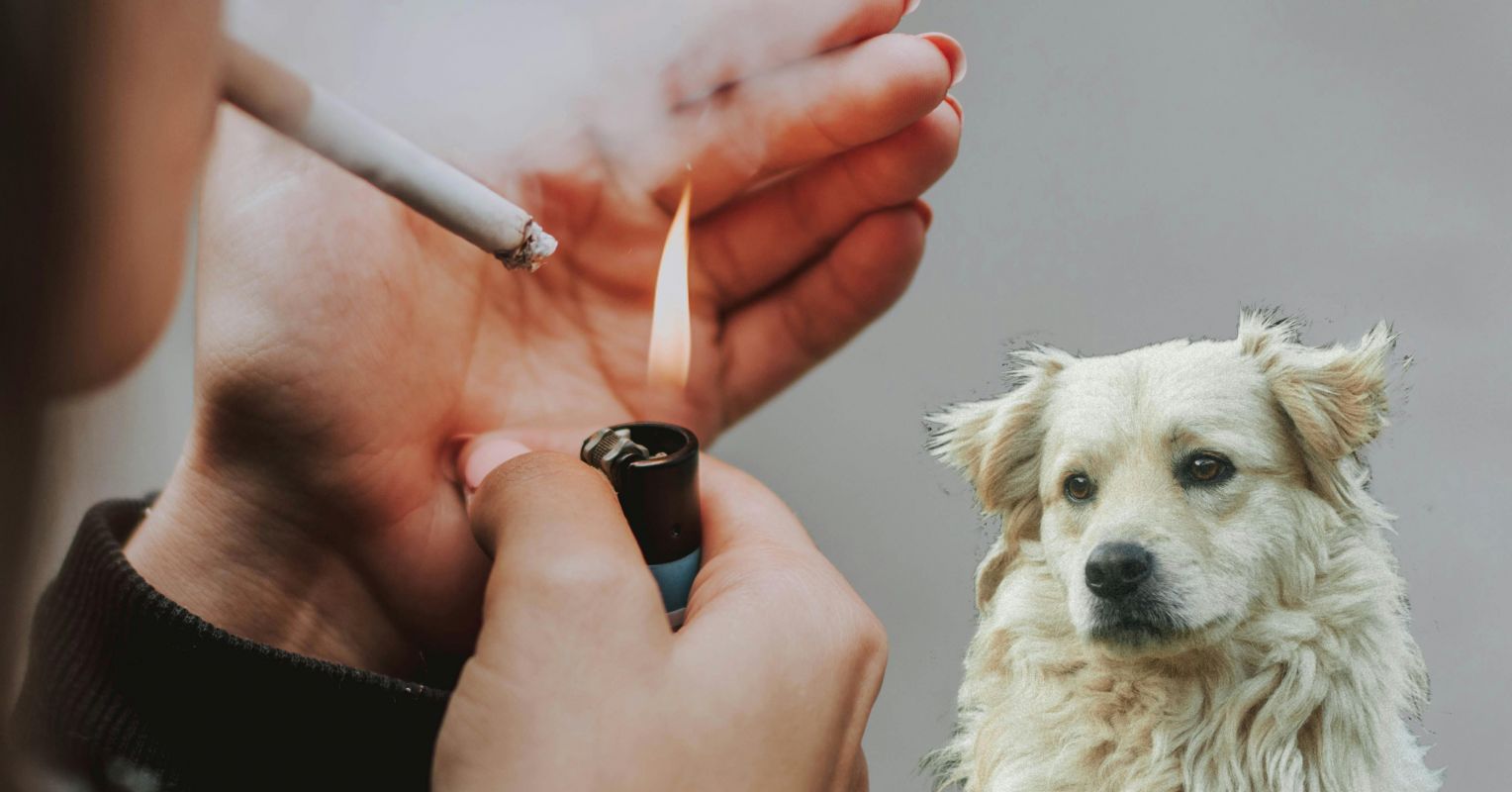 Is a Smoker in Your House Killing Your Dog?