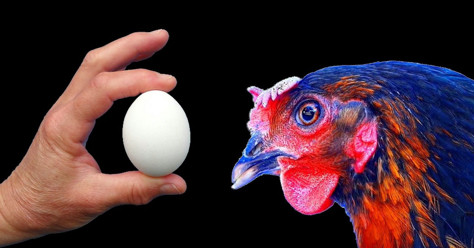 Hen Problem Psychology’s “Chicken or the Egg” Problem | Psychology Today