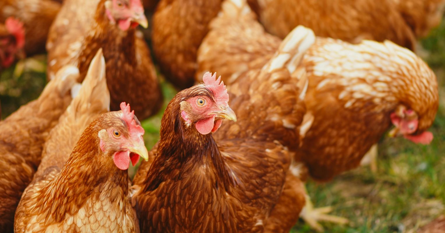 When We Make Wild Animals Sick, We Endanger Everyone