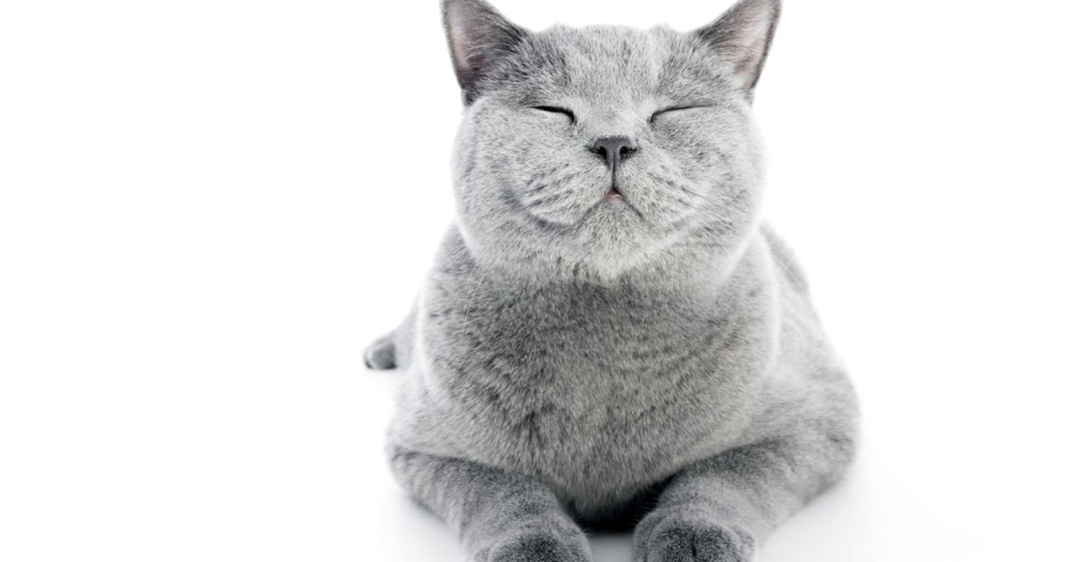The Cat Mother on Mother's Day