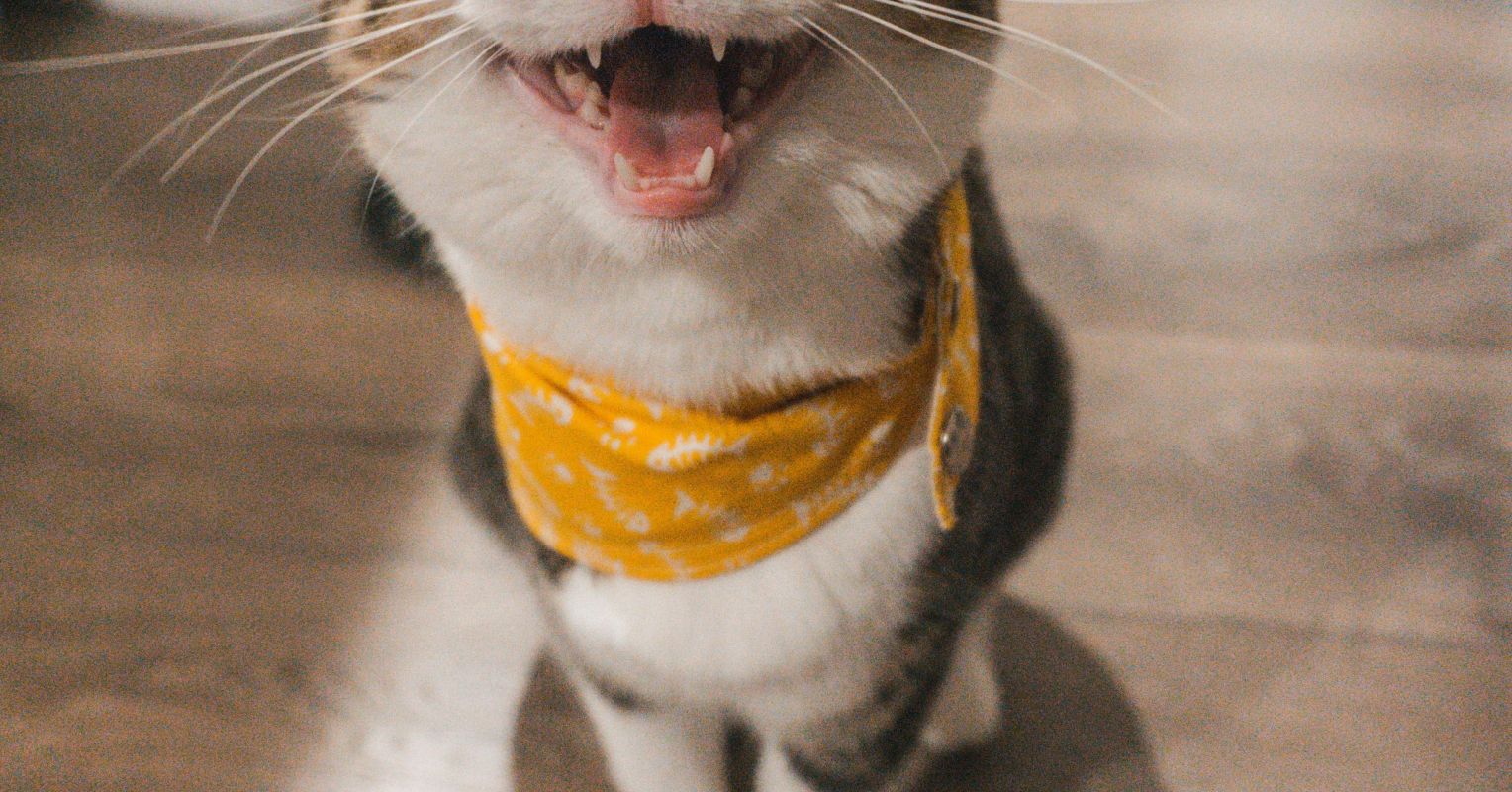 Love Me or Leave Me: The Attachment Styles of Cats and Dogs