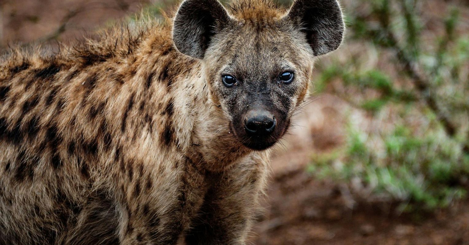 How Animals-Including Us-Can Avoid Conflict Before It Starts