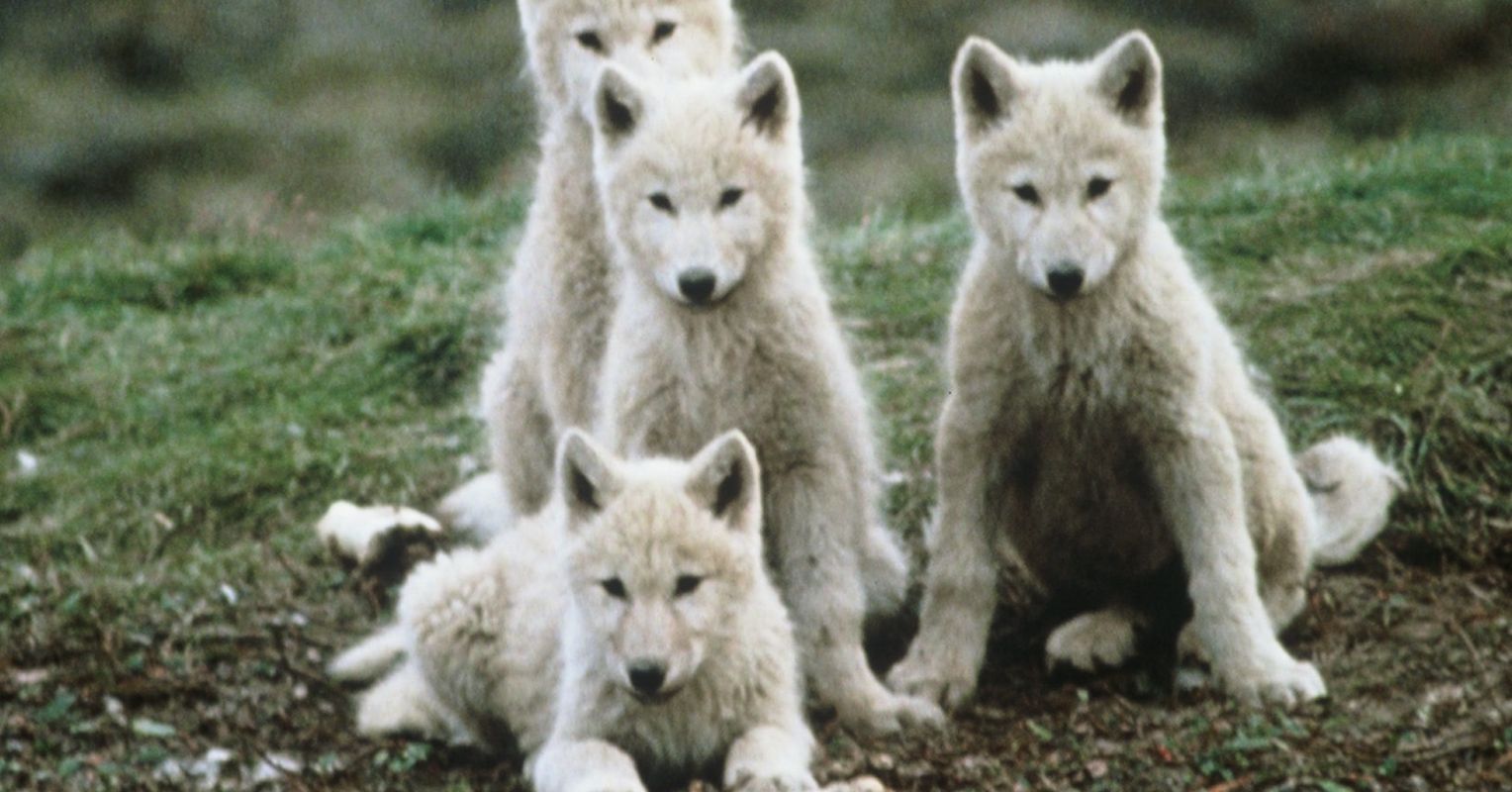 The Ellesmere Wolves: The Behavior of an Unusual Population ...