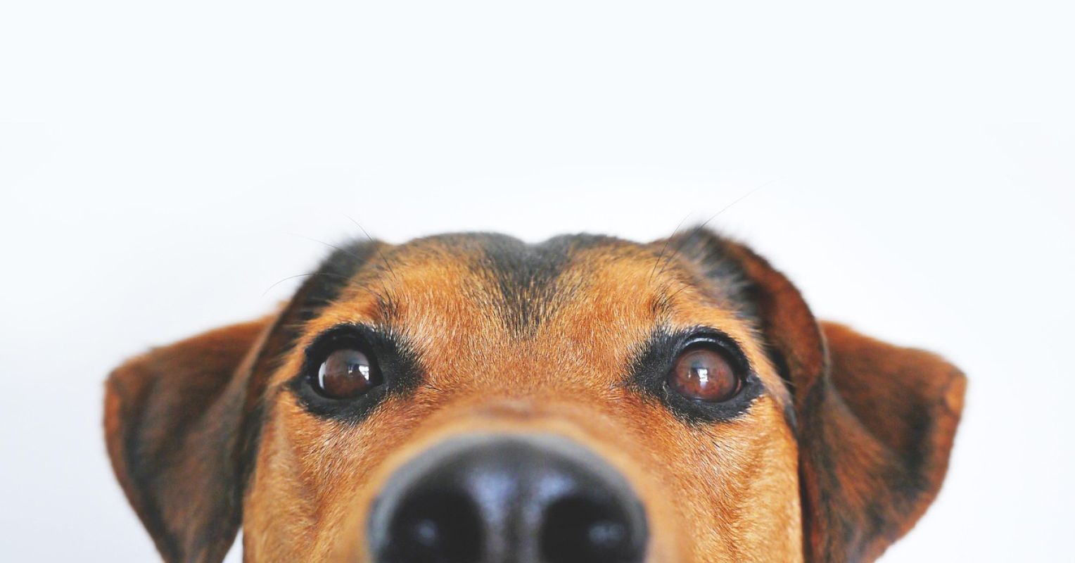 3 Types of Pet Parents