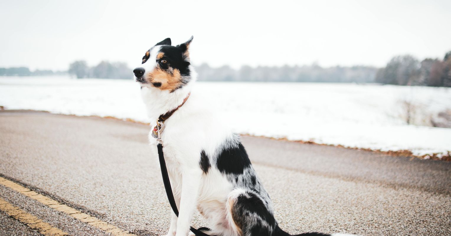 Why Do People Use Outdated Dog Training Methods?
