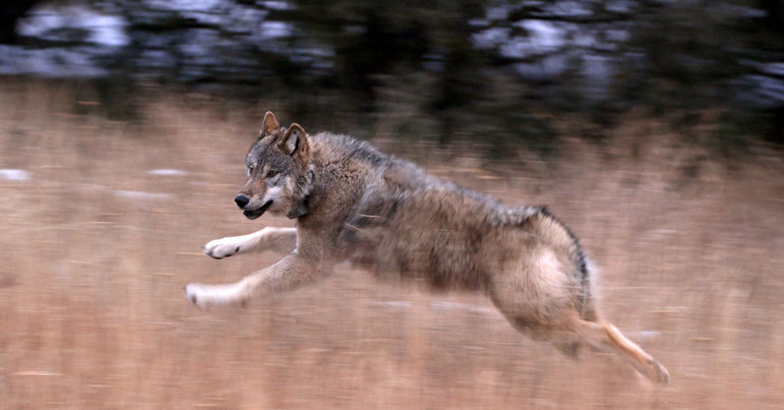 The Emotional Lives of Wild Neighbors and Why They Matter
