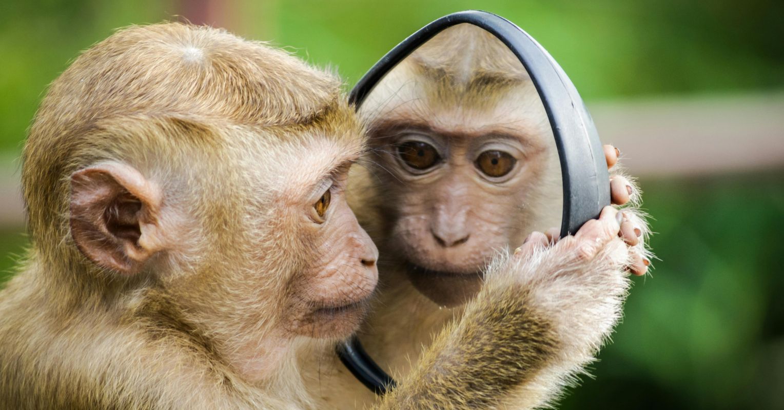 Of Mice and Monkeys: Expressions Reveal Cognitive States