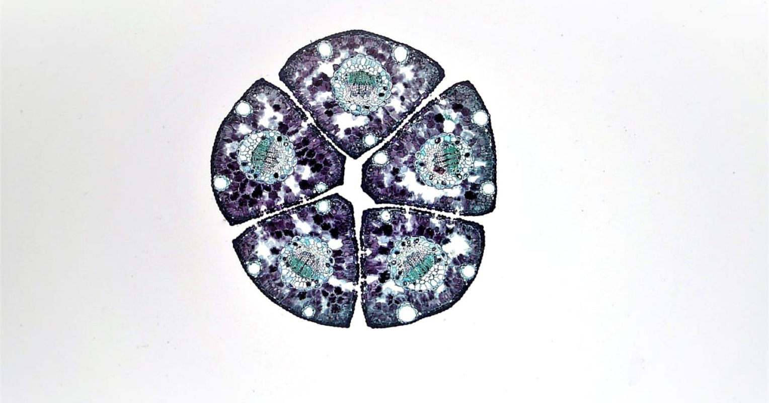 The Life of Cells
