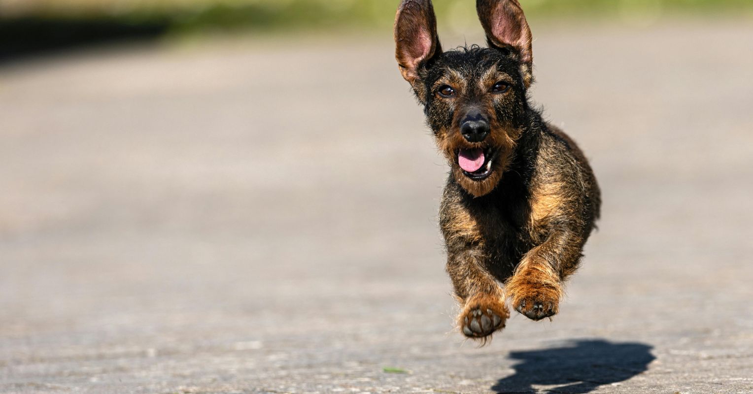 Tales of Love and Loss for Rescued Puppy Mill Dog Cammie