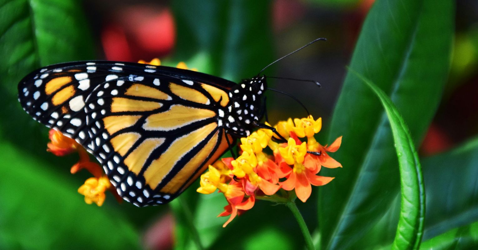 pexels pixabay 357189