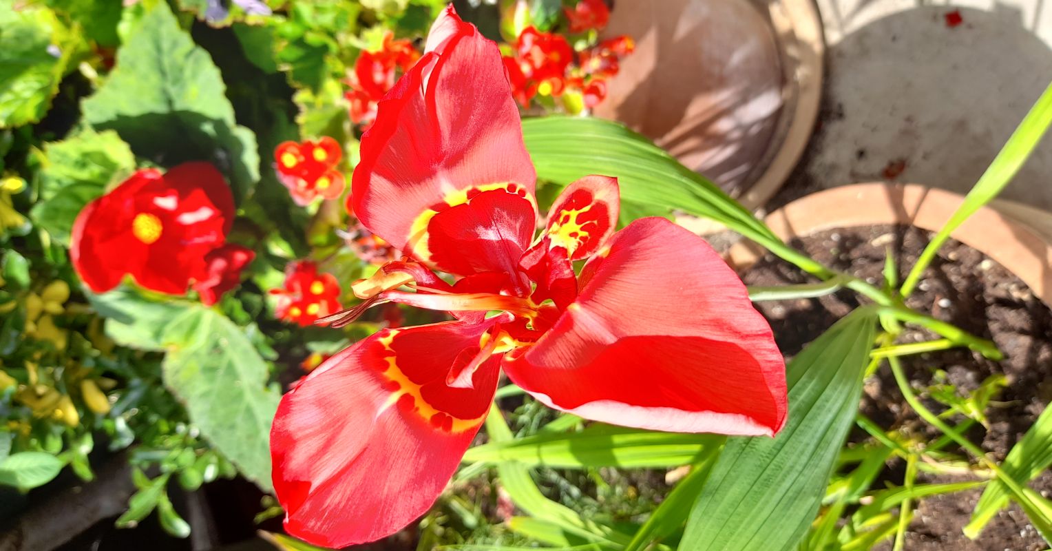 tigris%20red