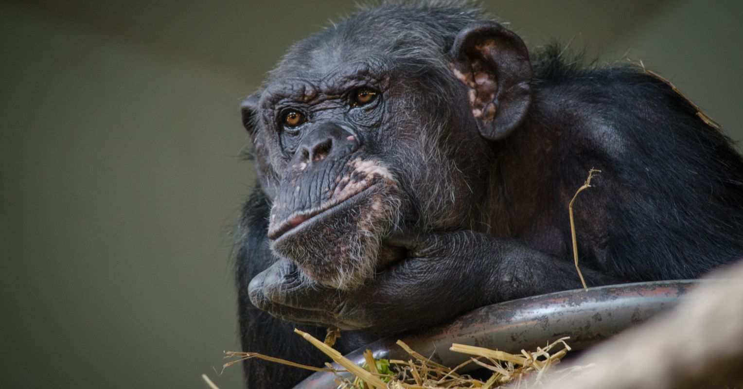 Are Research-Savvy Chimpanzees Skewing Study Results?