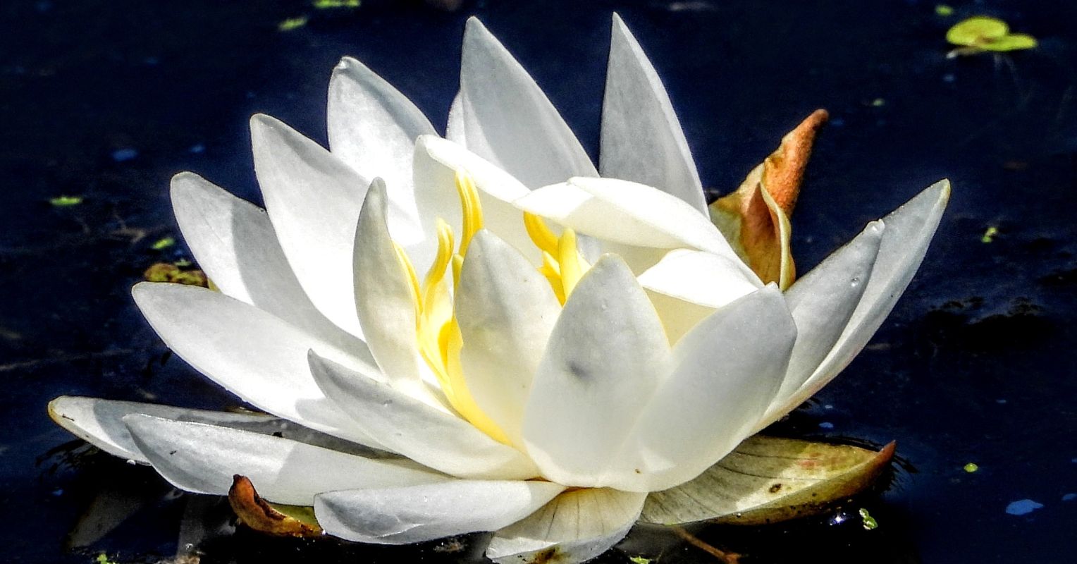 Blooming in the Mud