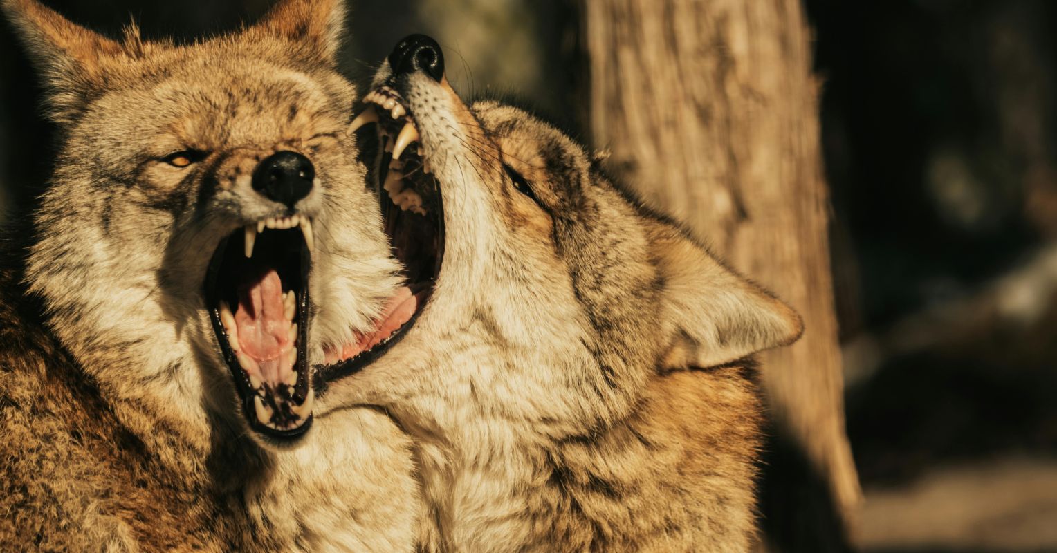 pexels caleb falkenhagen 216813613 30845530