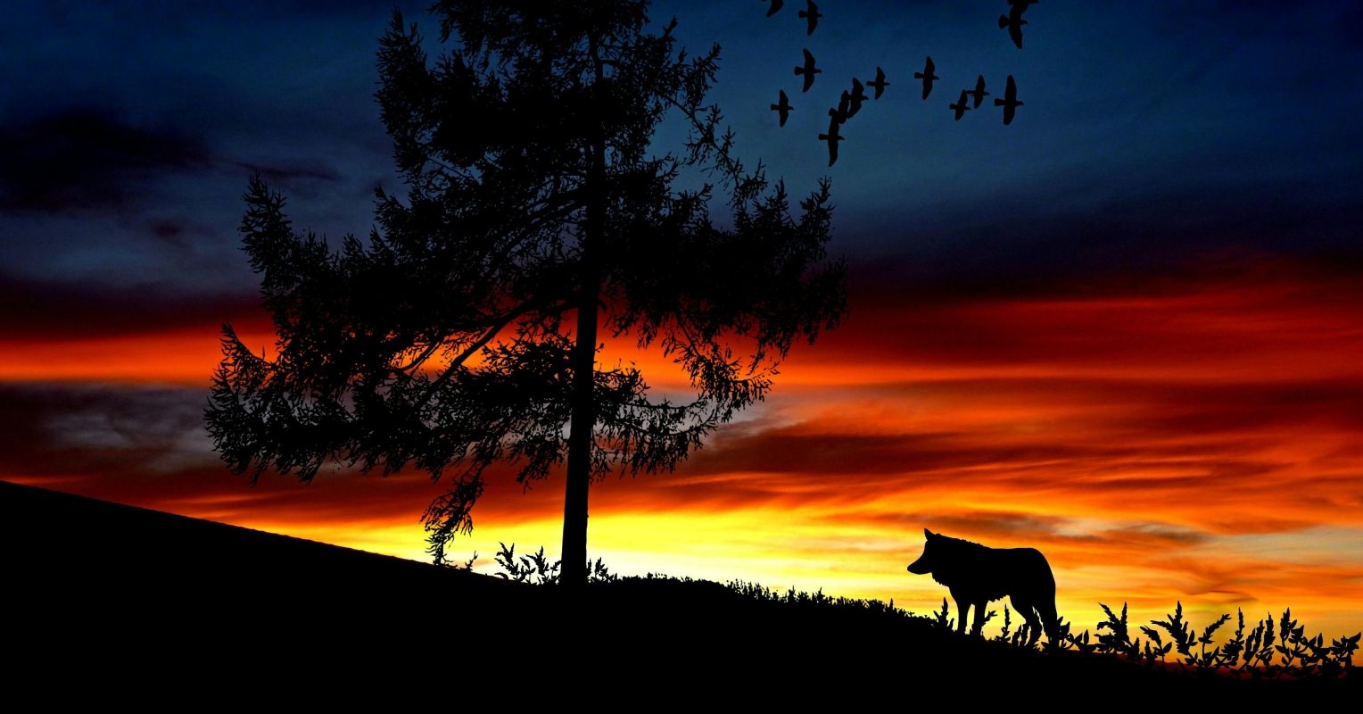 The Radiant Spiritual and Emotional Lives of Animals