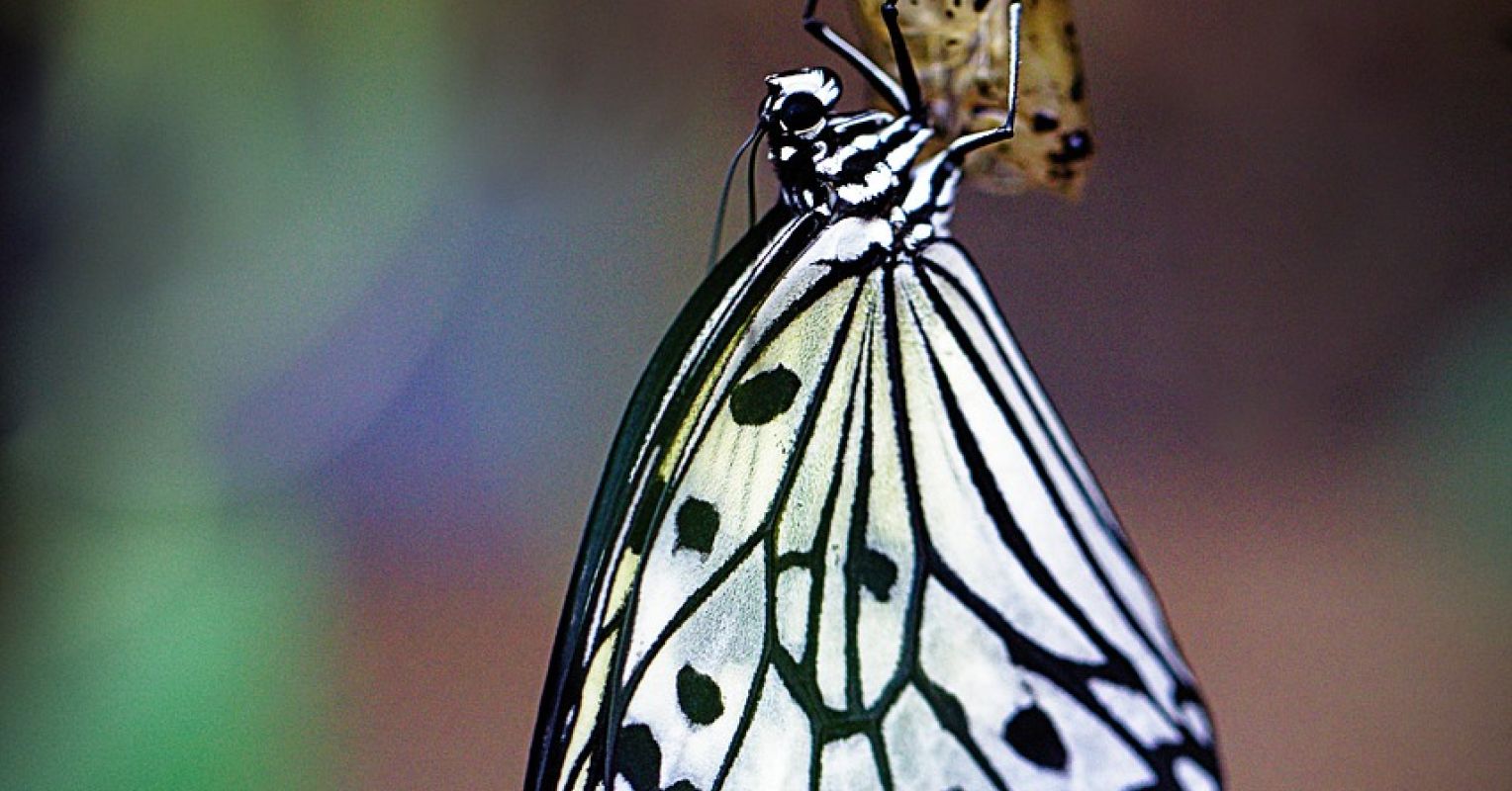 Recovery and the Process of Change