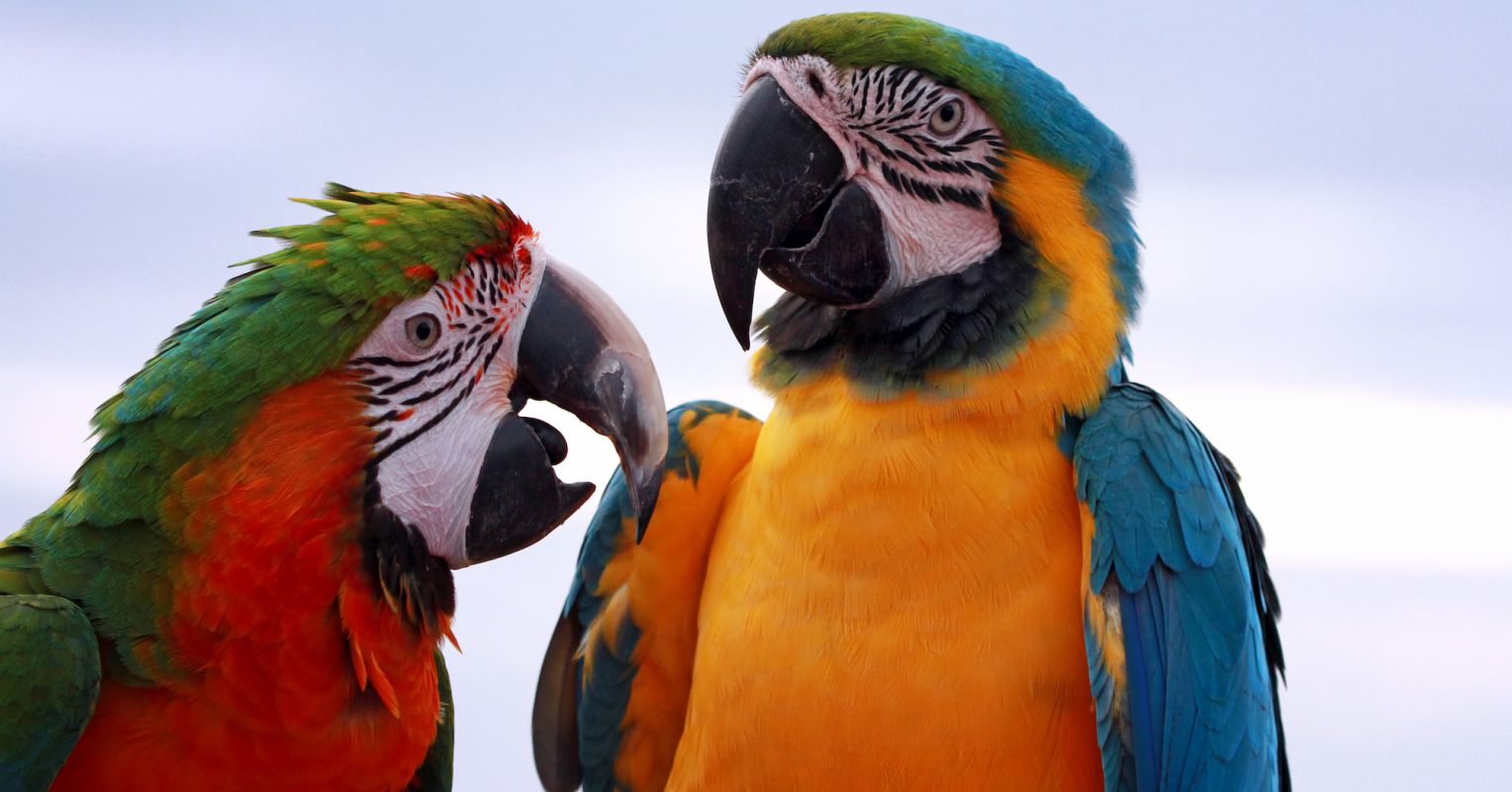 Macaws and the Origins of Social Learning