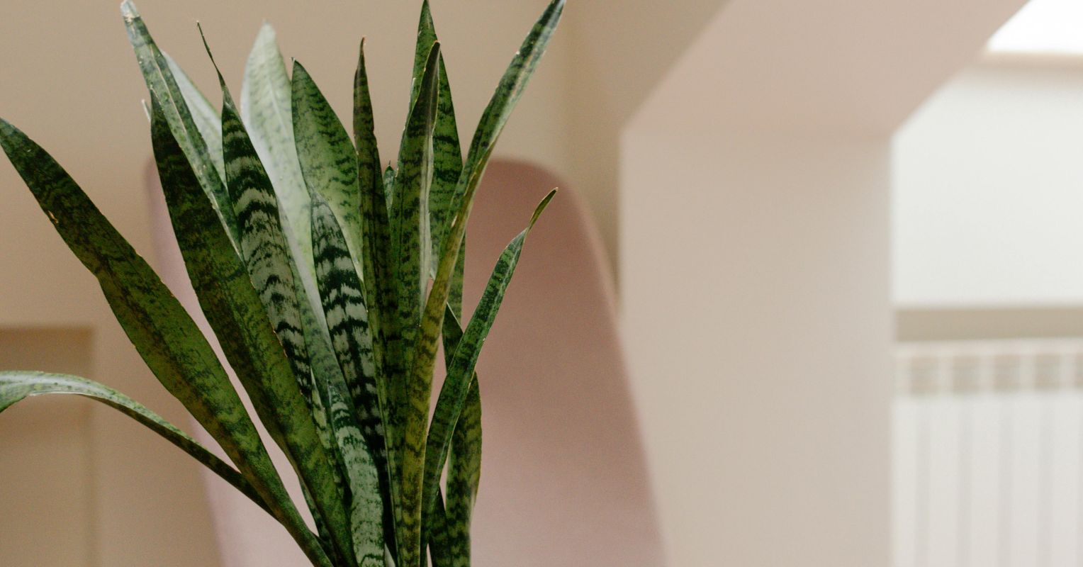 Biophilic Design-for Brains