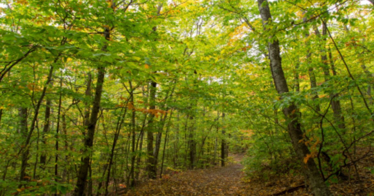 What Carl Rogers Meant When He Said the Client Knows Best