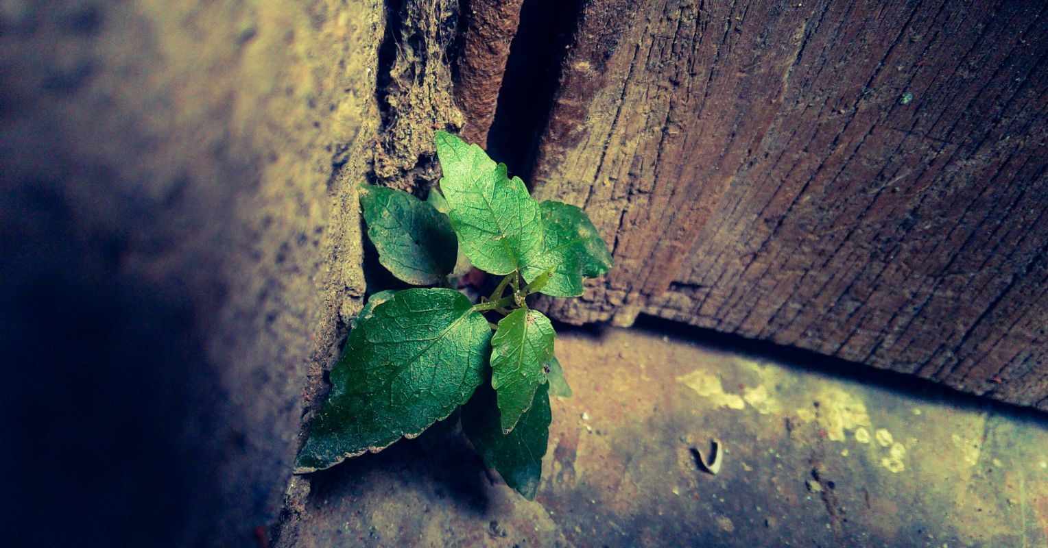 Can Despair Truly Kill Us?