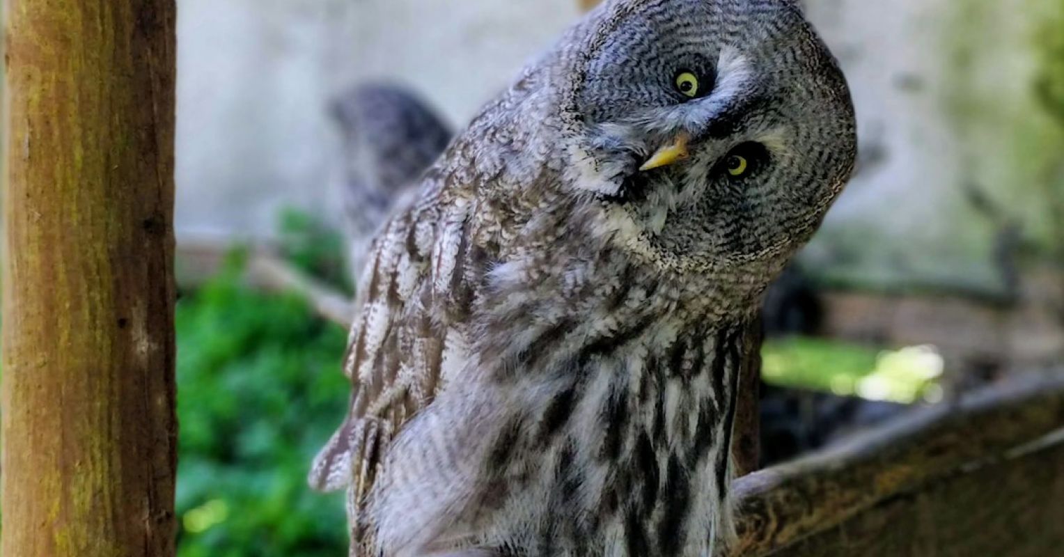 Really Ask the Question