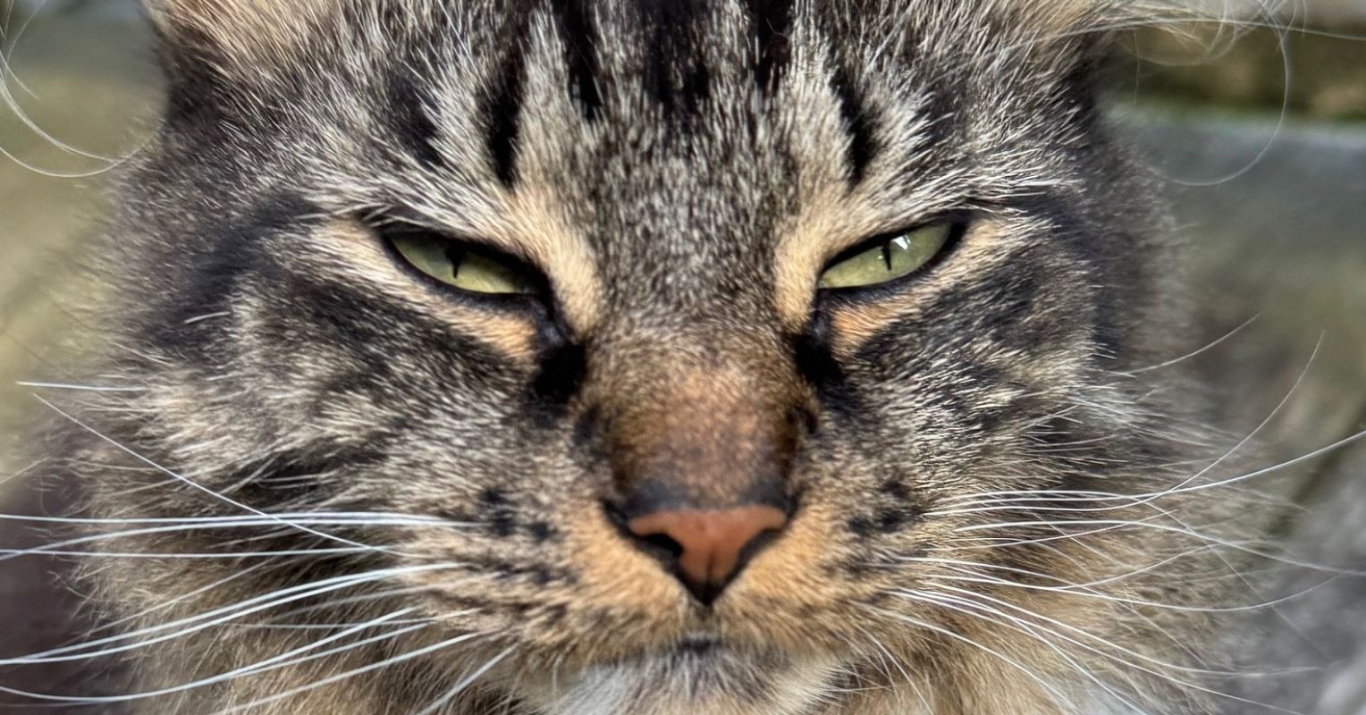 3 Keys to Reversing Misinformation With Cognitive Dissonance