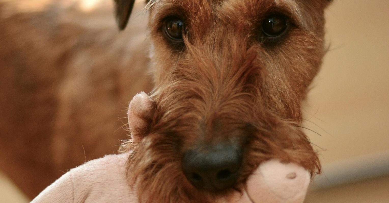 Those "Cute" Animal Videos Aren't So Cute After All