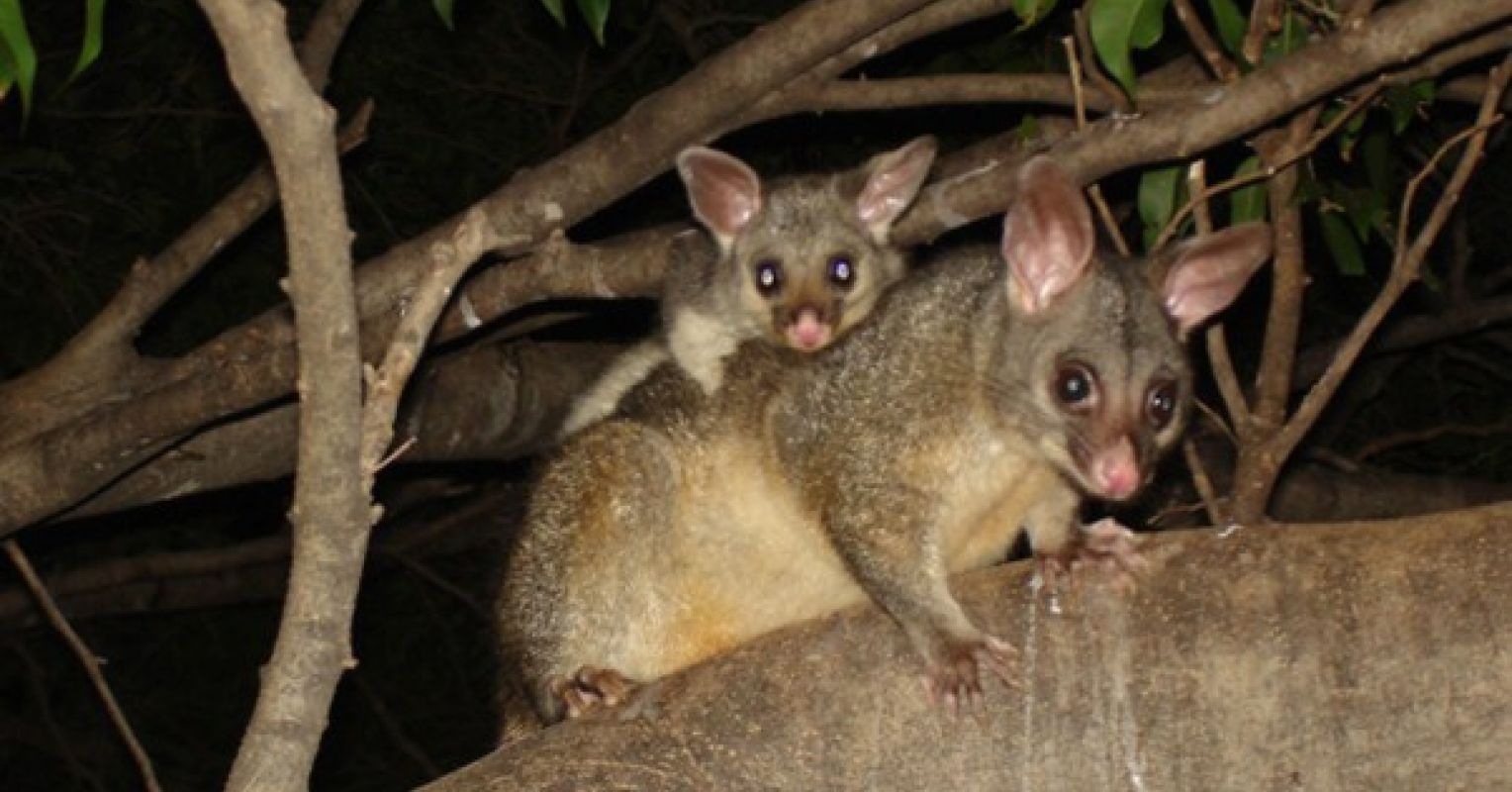 Possums and the Evolution of Consciousness