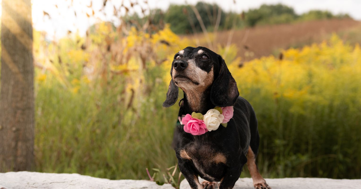 What Pet Loss Reveals About Attachment