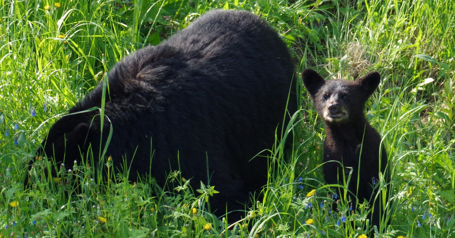 How Living With Black Bears Transformed a Woman’s Life