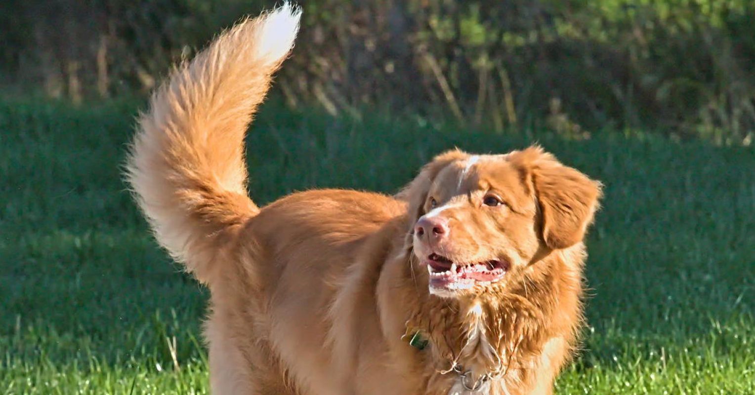 Why Do Dogs Need a Tail?