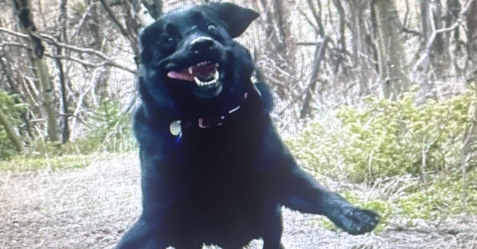 Do Dogs Enjoy Playing More Than Cats, Rats, or Dolphins?