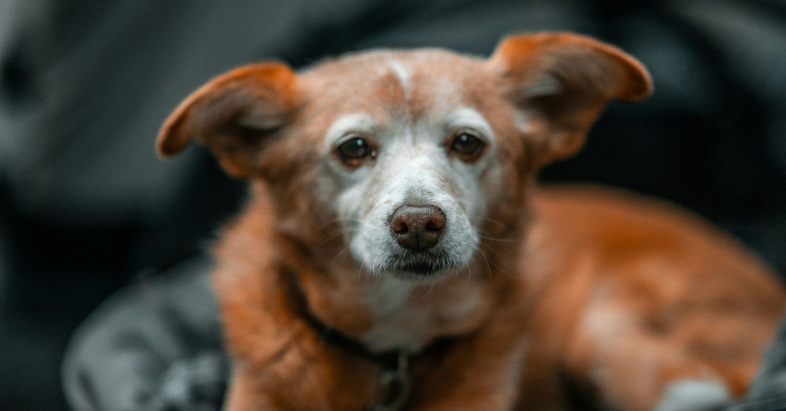 How ICE Is Disrupting the Human-Animal Bond