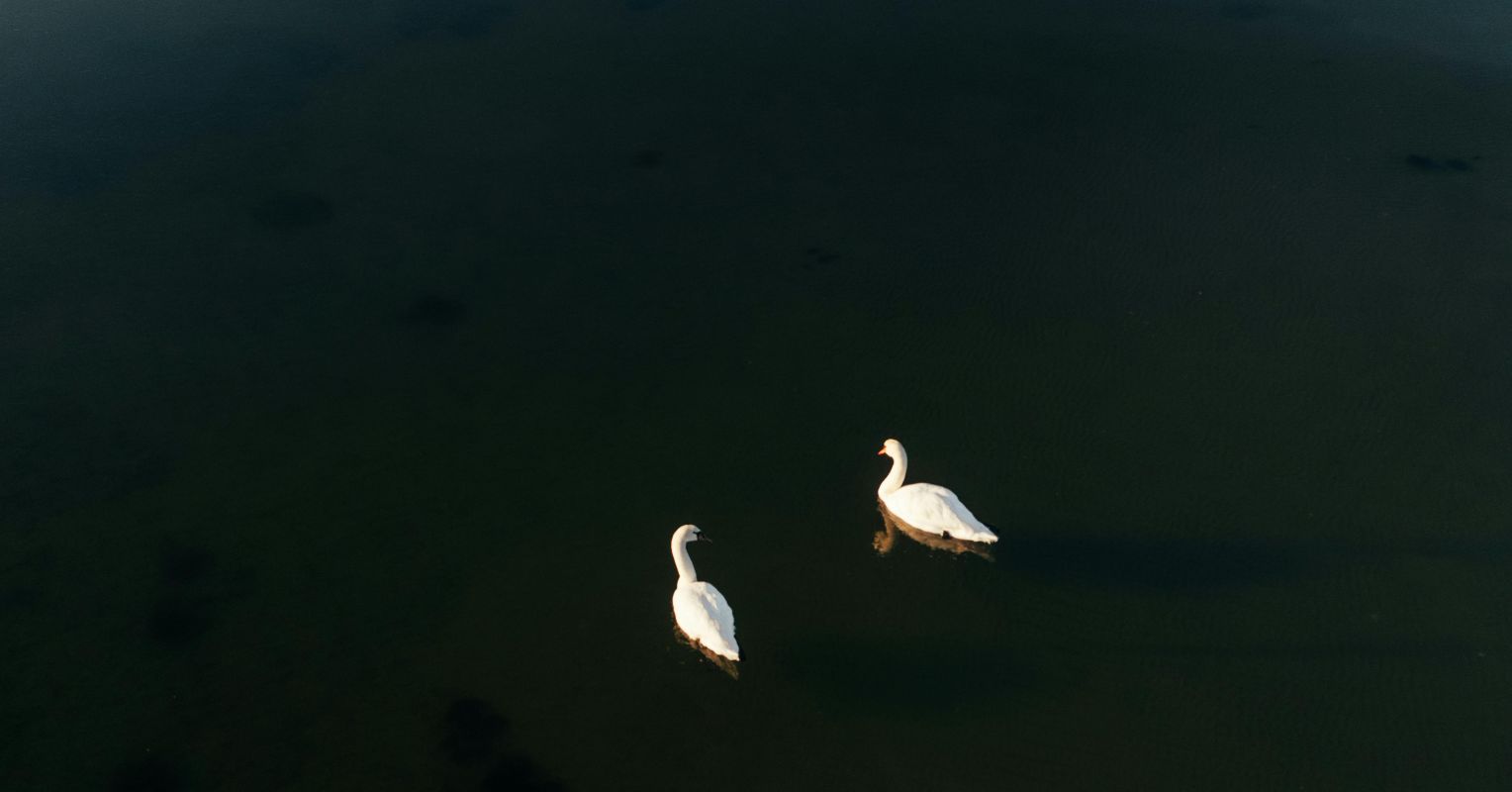 An "Awkward Grief" for Her Half-Brother-in Life and in Death