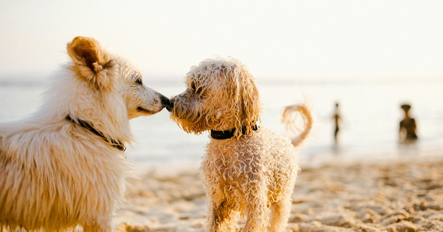 Do Dogs and Other Animals Really Make Friends? They Do!