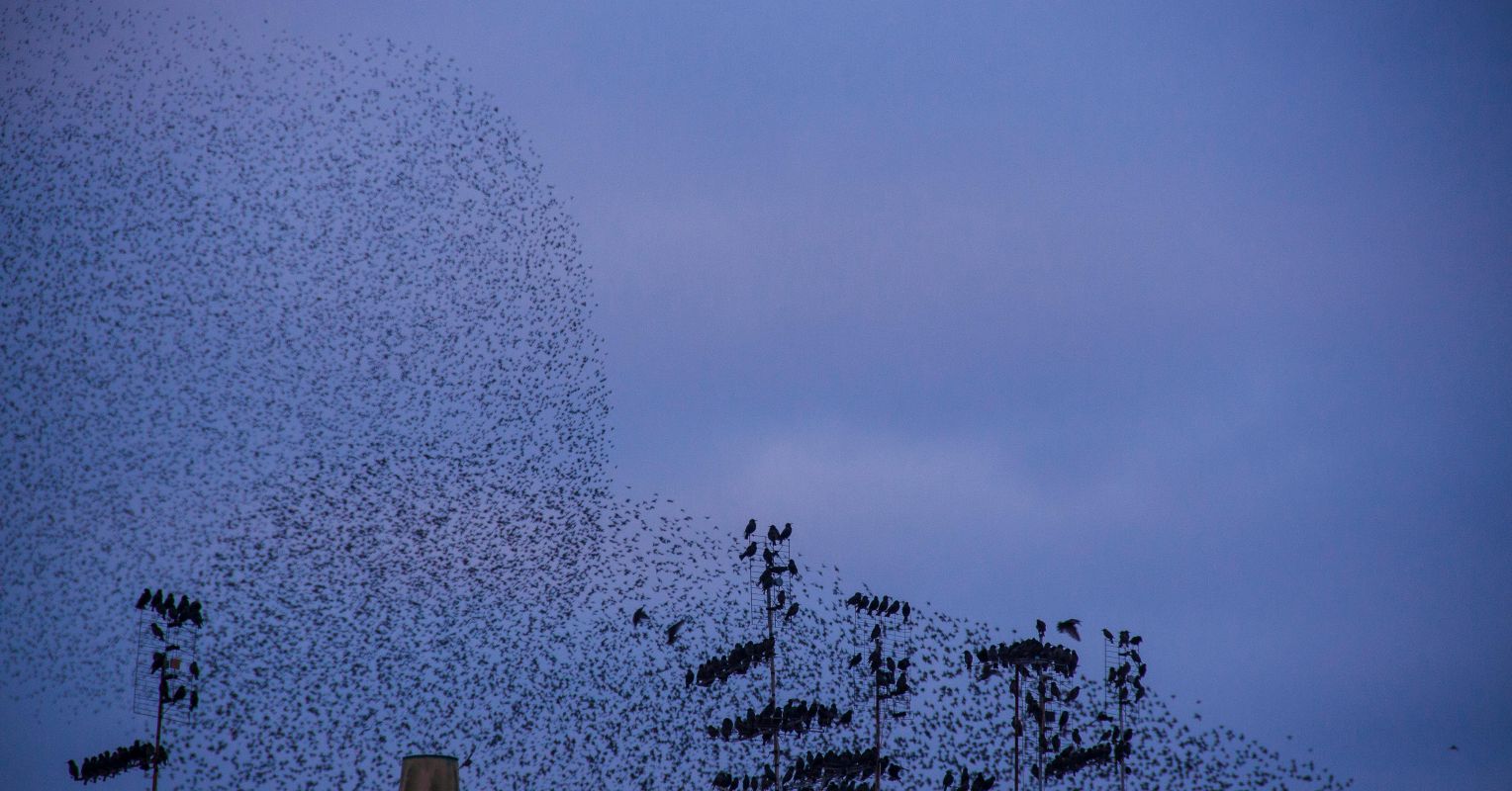Mental Murmuration: A Metaphor for the Workings of the Brain