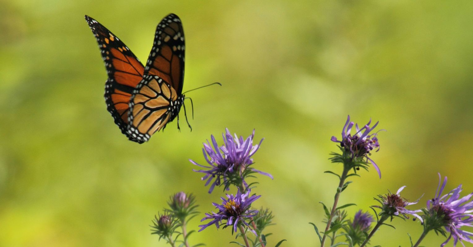 Who You're Meant to Become