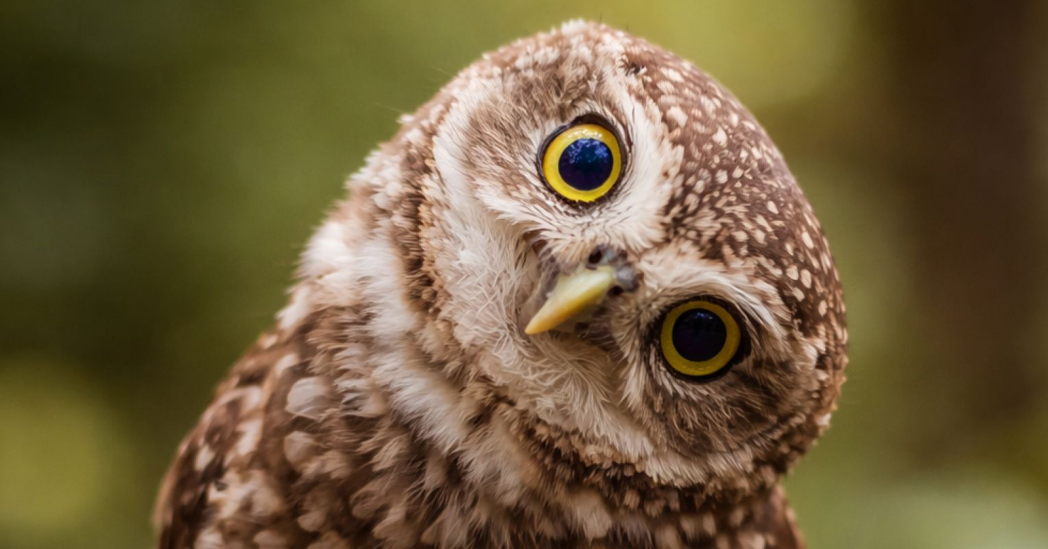 Yes, You Can Increase Your Curiosity. Here’s How.