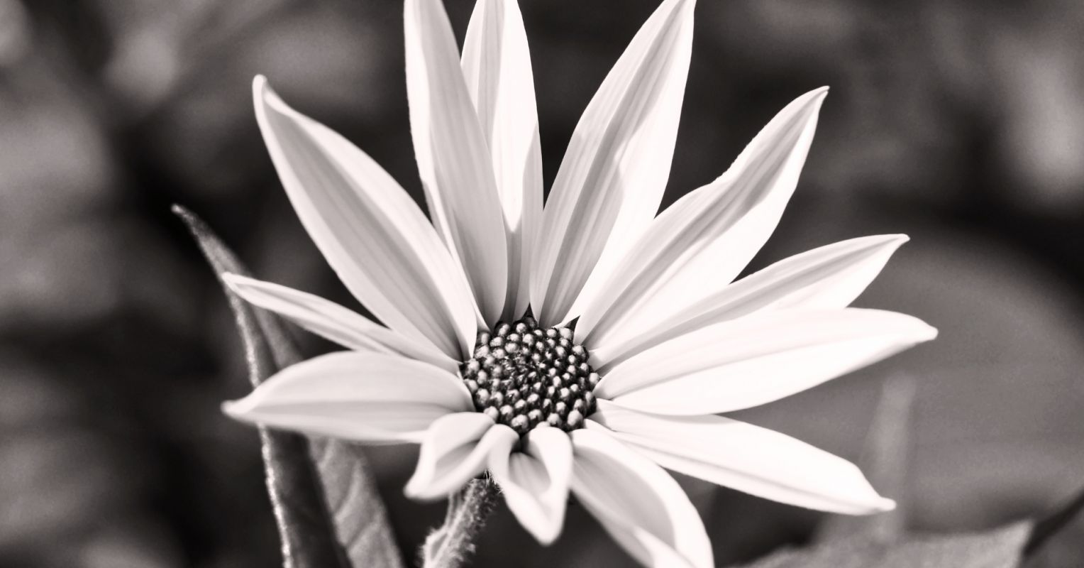 To See a Human: Intrinsic Motivation and Self-Determination