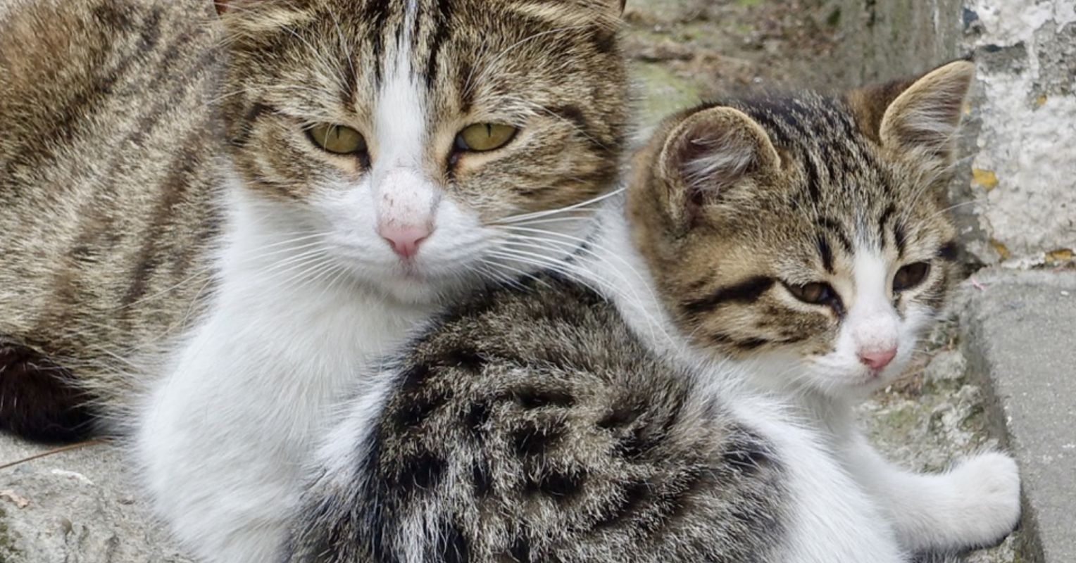 Love in the Time of Deadlines Love in the Time of Deadlines