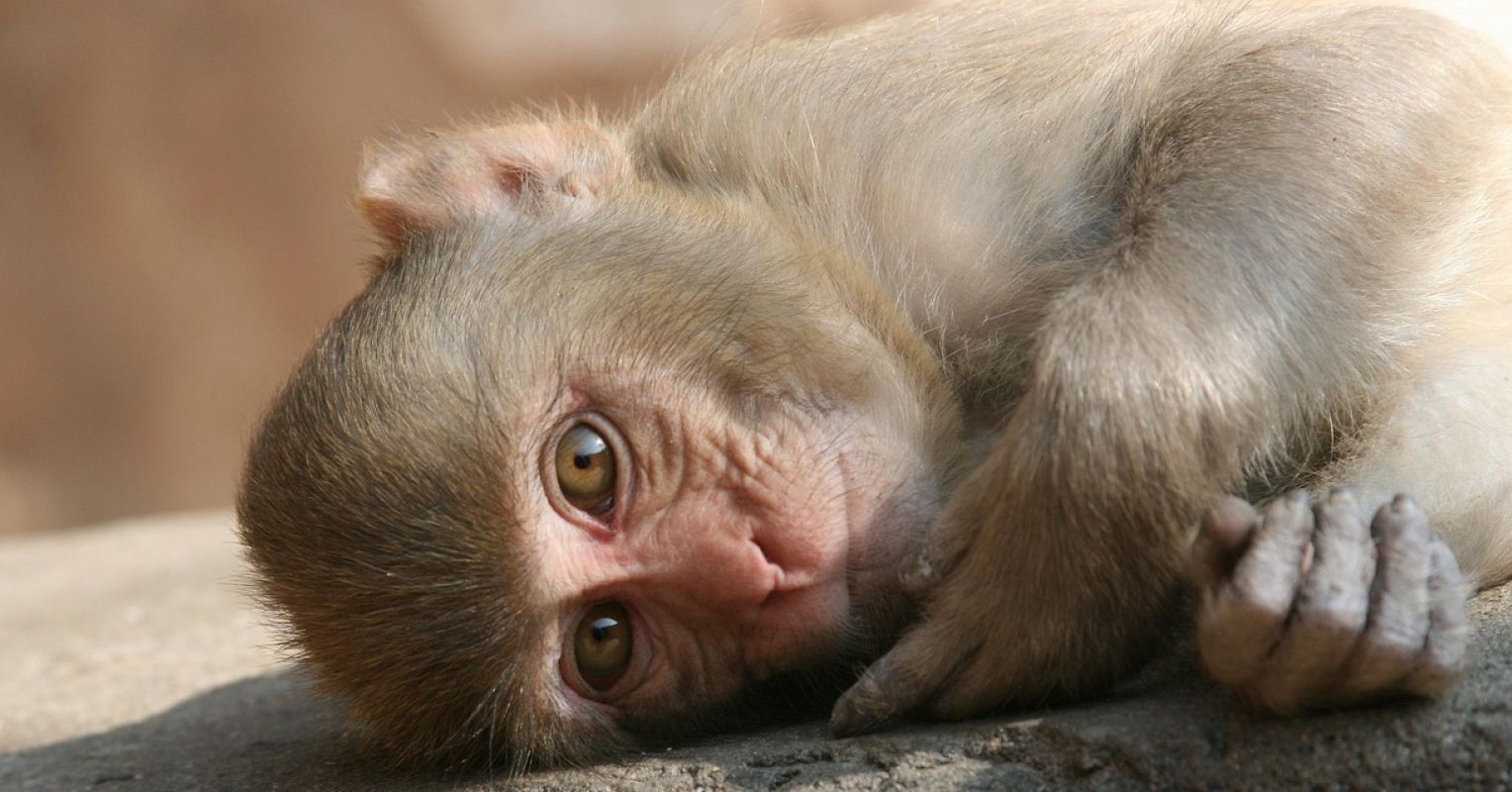 What Punch the Monkey Tells Us About Parent Abandonment