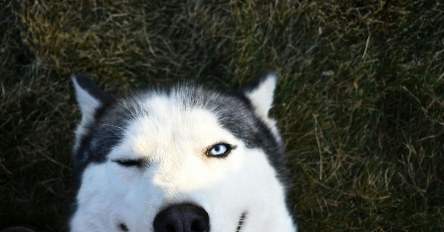 How to Train Your Dog: A Size-Appropriate Guide