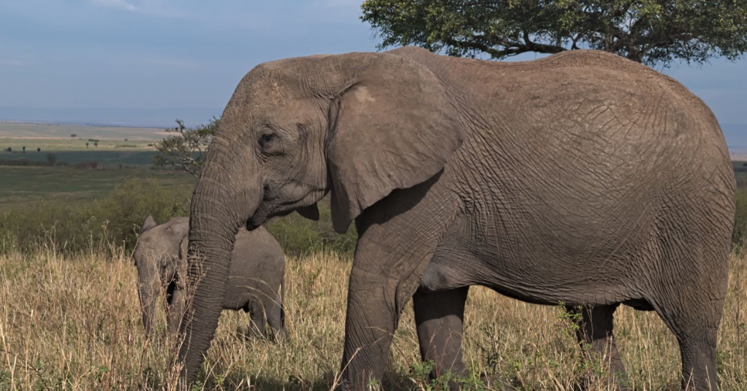 Our Missing Climate Tools Are Psychological and Evolutionary