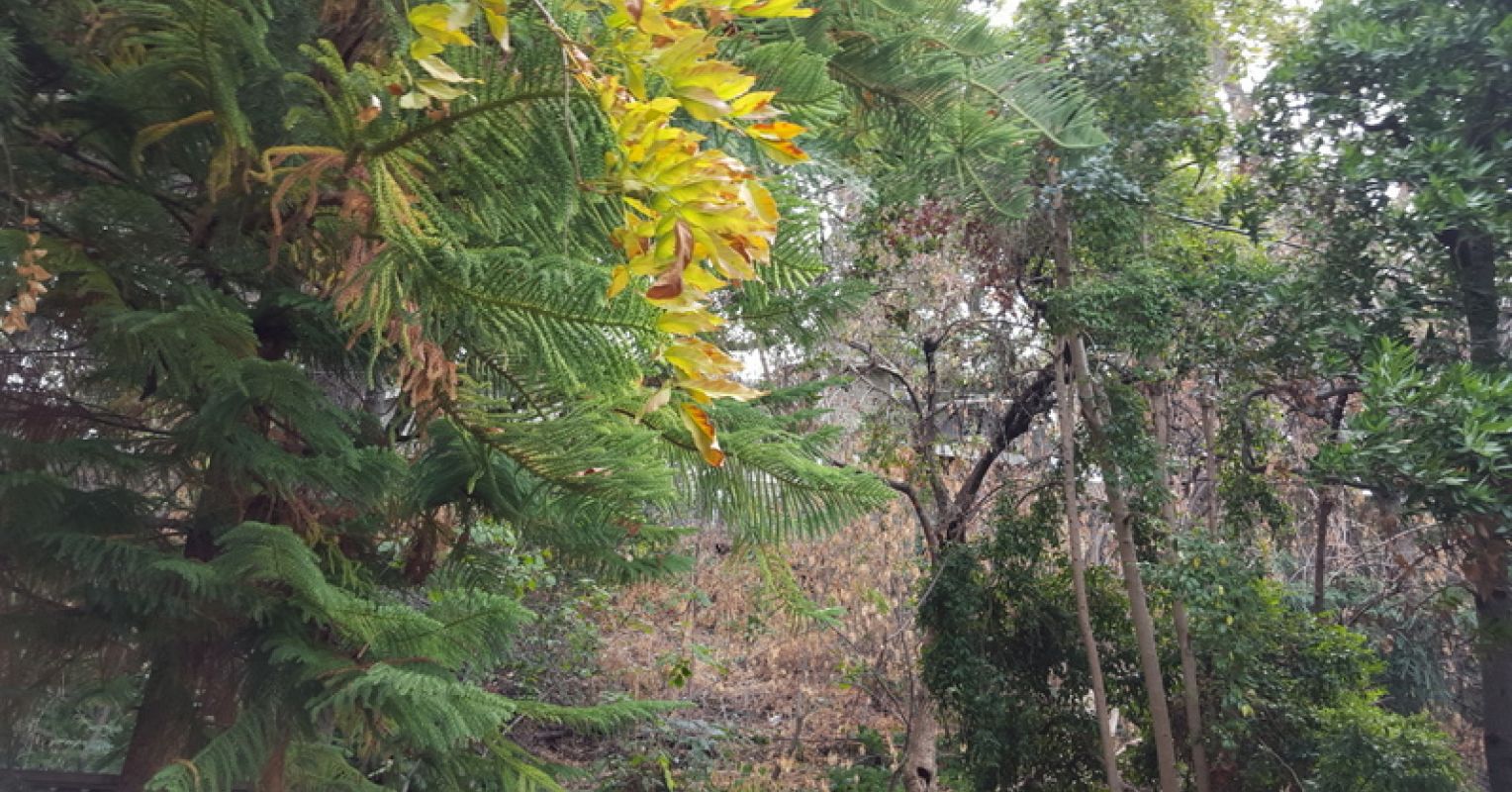 How Nature Can Restore Well-Being