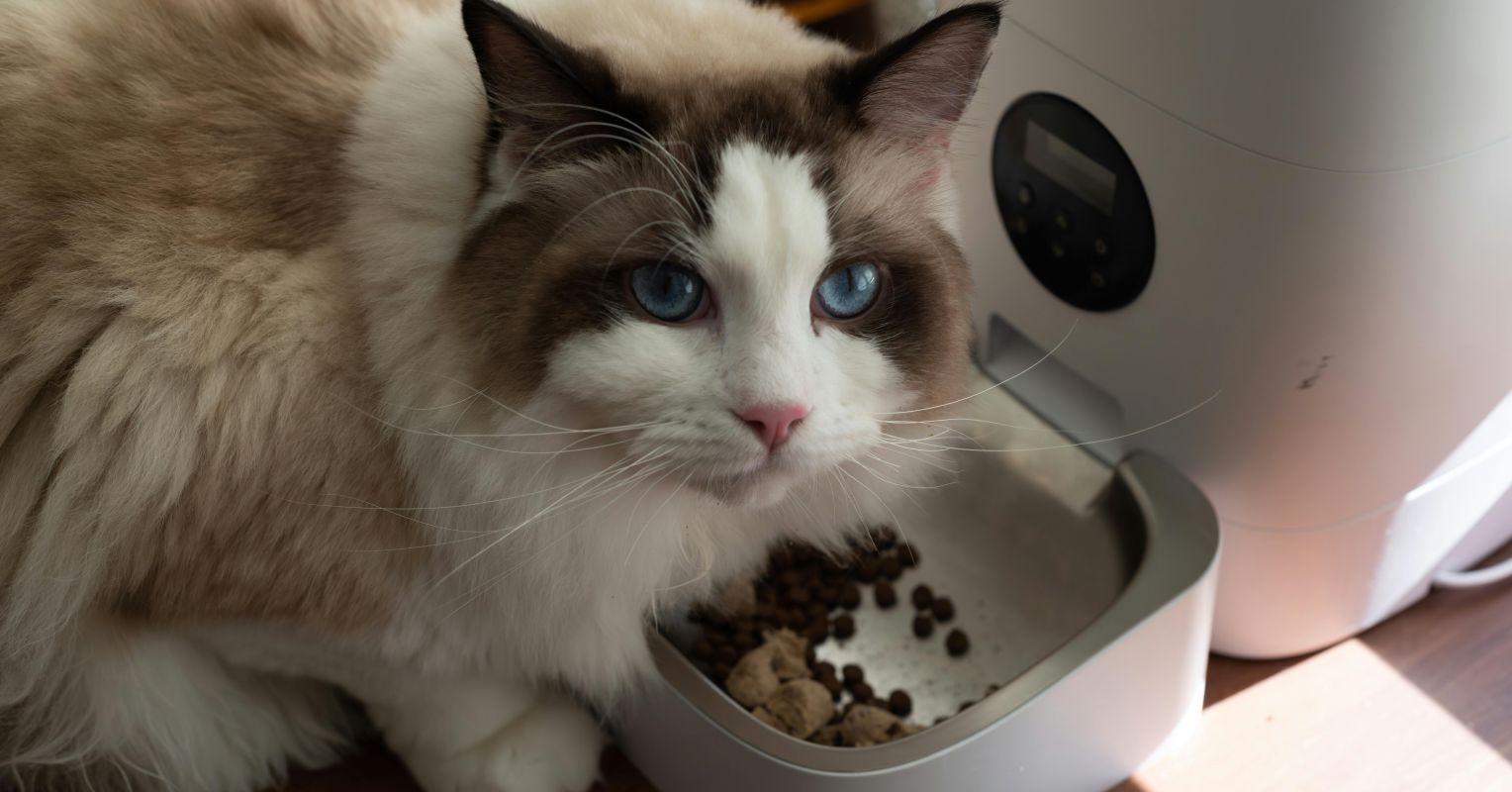 Can Your Cat Eat Their Meals in Peace?