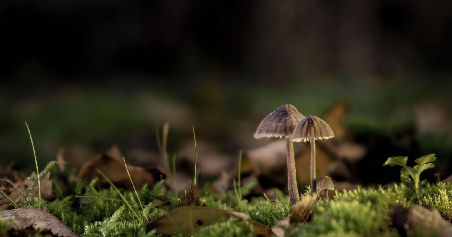 When It Comes to Microdosing Psychedelics, Users Best Beware