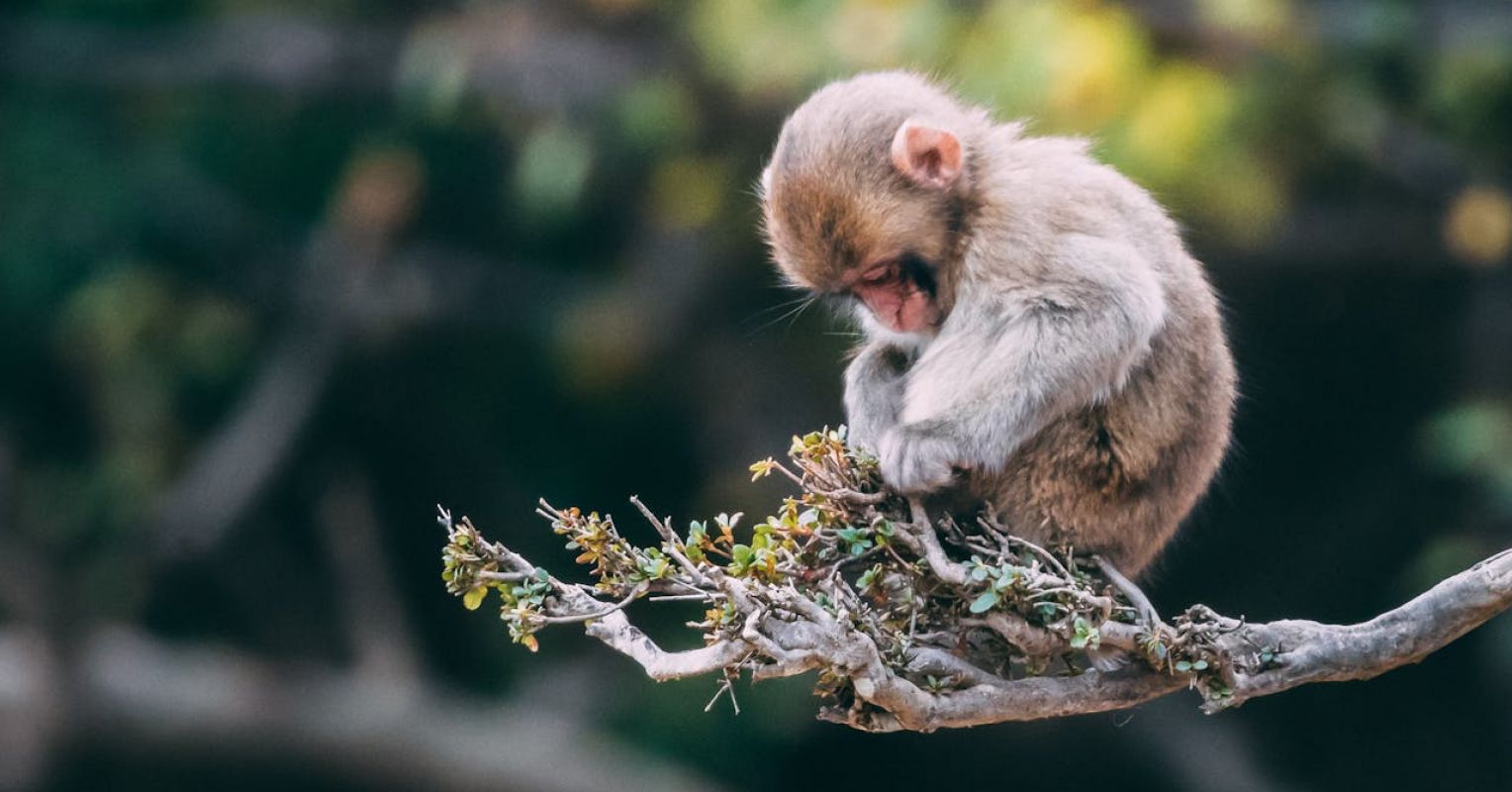 What "Punch" Taught Us About Earned Secure Attachment